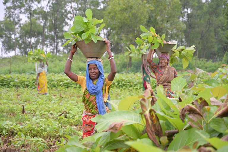 Zeenat’s Odyssey A Tigress on the Move Sheds Light on the Urgent Need for Wildlife Corridors
