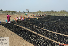 Plantation and Water Bodies
