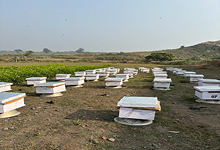 Bee Keeping Training