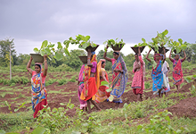 Empowering women in our tree plantation initiative