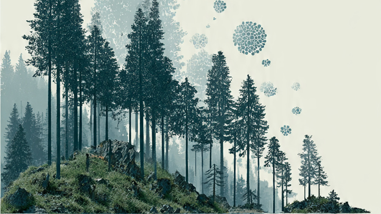 Carbon Storage and CO₂ Sequestration by Trees — Research Summary Page