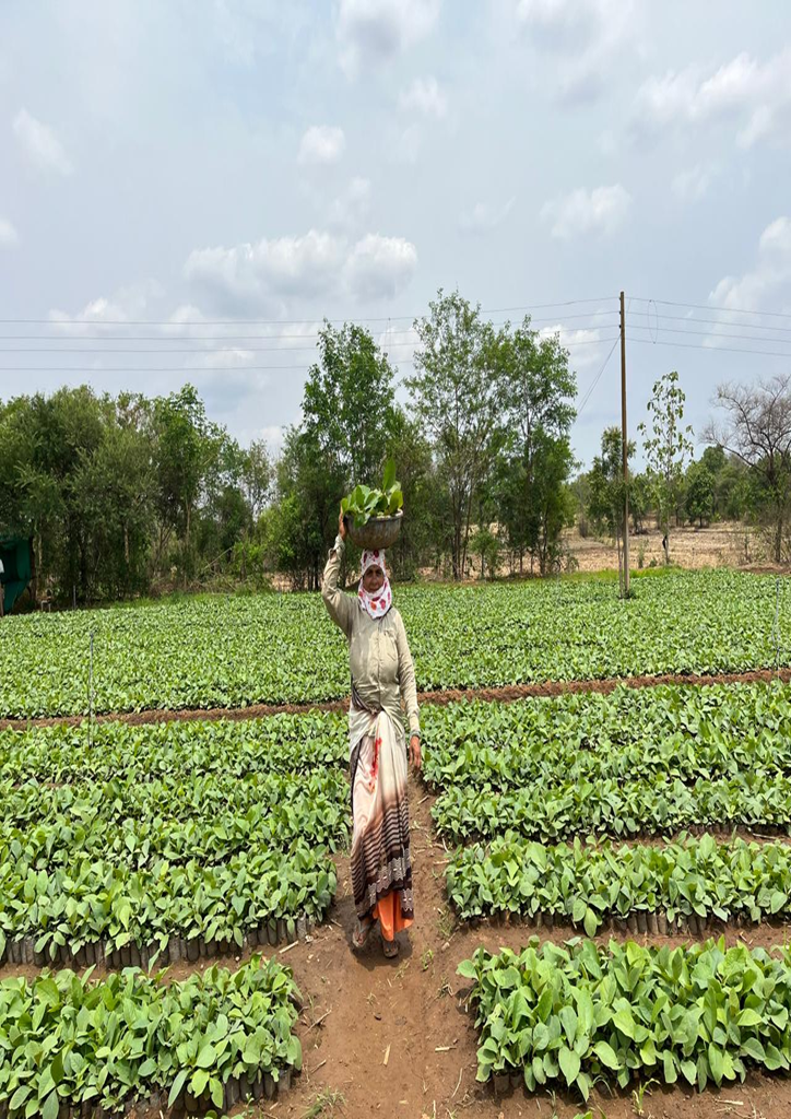 Impact for Aadivasi in Madhya Pradesh